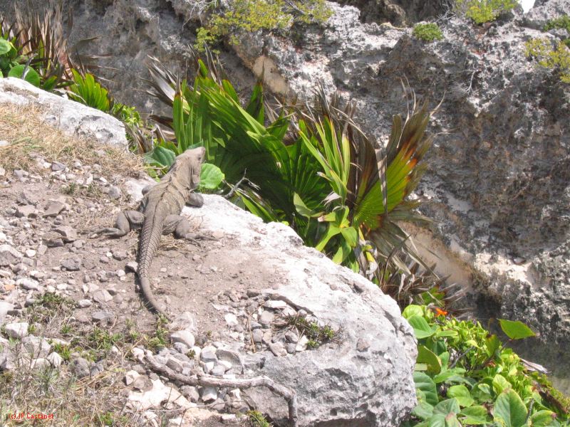 26_3 Tulum cabañas  149.jpg