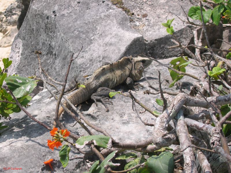 26_3 Tulum cabañas  152.jpg