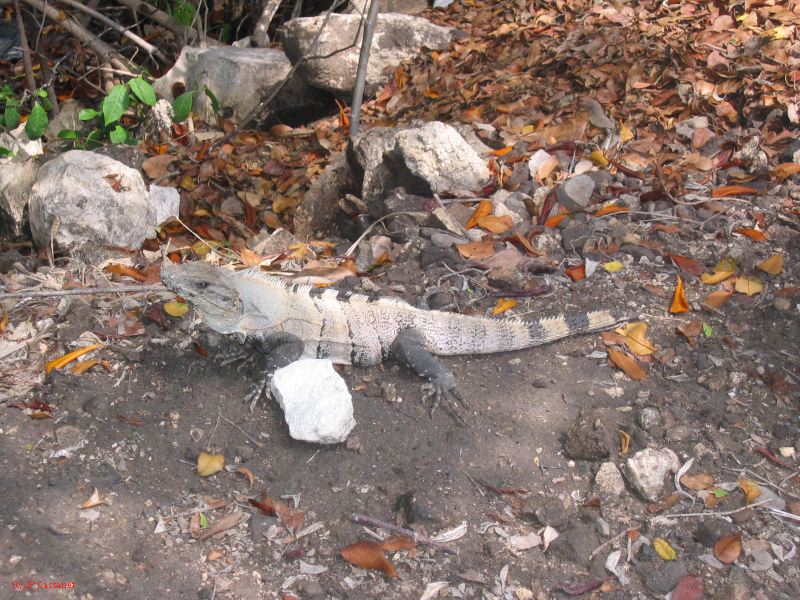26_3 Tulum cabañas  182.jpg
