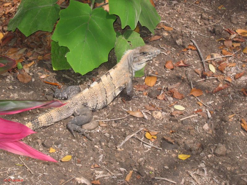 26_3 Tulum cabañas  184.jpg