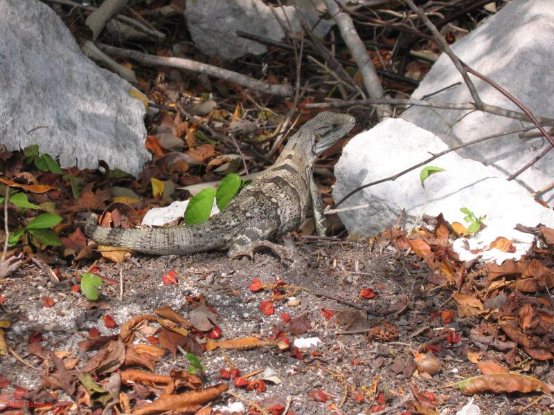 26_3 Tulum cabañas  187.jpg