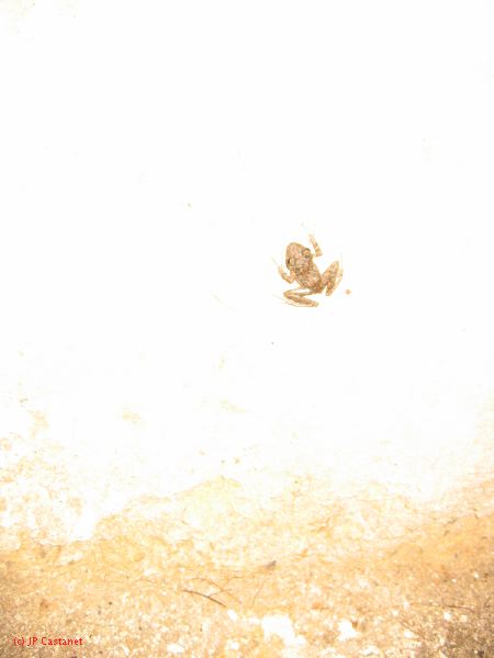 24_3 Yaxchilan  054.jpg