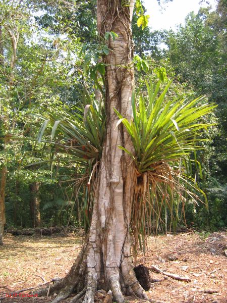 24_3 Yaxchilan  076.jpg
