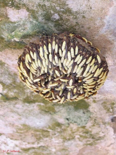 24_3 Yaxchilan  096.jpg