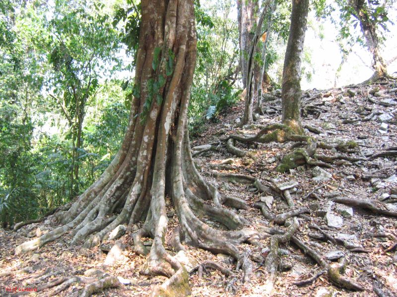 24_3 Yaxchilan  111.jpg