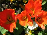 IMG_2349.JPG
