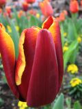 IMG_2219.JPG