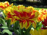 IMG_2333.JPG